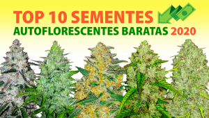 Top 10 Sementes Autoflorescentes Baratas 2020