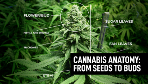 Cannabis Plants Anatomy: From Seeds To Buds