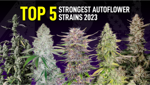 The 5 Strongest Autoflower Strains