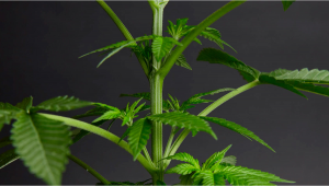 How to Control Stretching of Cannabis Plants?