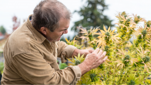 California’s Farmers Let Their Marijuana Rot in the Fields