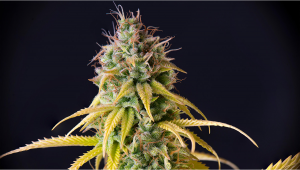 Vanilla Kush Cannabis Strain Week-by-Week Guide