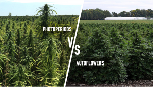 Photoperiodica vs. Autofiorente - Quale è meglio?