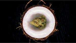 Fast Buds: Cannabis Infused Coconut Oil - Why We Switched From Cannabutter, The Best Ways To Make It (Including The Best Gadgets), And Our Top 3 Recipes