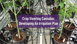 Crop Steering Cannabis: Developing an Irrigation Plan