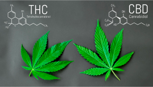 Quelle est la différence entre le THC et le CBD ?