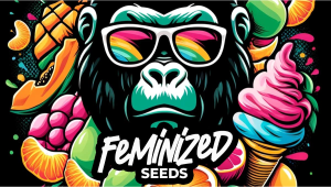 Limited-edition Feminized Photoperiod Seeds Now Available! 