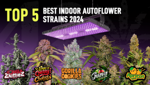 The Top 5 Best Indoor Autoflower Strains