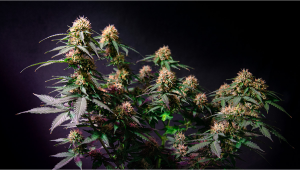 Liberty Haze Cannabis Strain Week-by-Week Guide