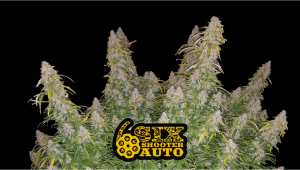 Six Shooter Auto Cannabis Strain Week-by-Week Guide