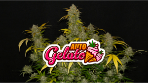 Gelato Auto Cannabis Strain Woche für Woche - Anleitung