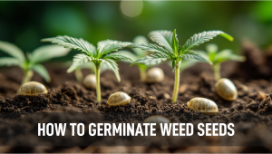 How to Germinate Weed Seeds