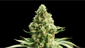 Frosted Guava Auto Cannabis Strain Week-by-Week Guide