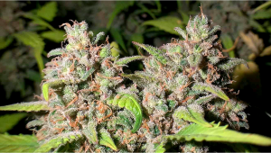 BubbleGum Auto Cannabis Strain Guida Settimana per Settimana.