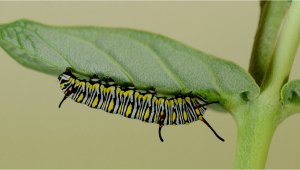 Most Common Pests in Cannabis: Caterpillars