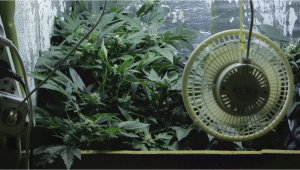 Comprehensive Guide to Grow Tent and Grow Room Ventilation: Cost-effective and DIY Solutions