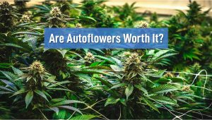 Lohnen sich Autoflower?