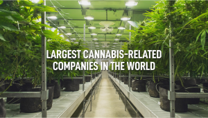 Largest Cannabis-Related Companies In The World