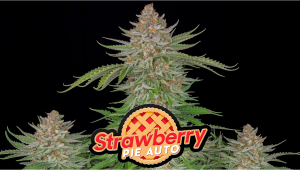 Strawberry Pie Auto Cannabis Strain Week-by-Week Guide