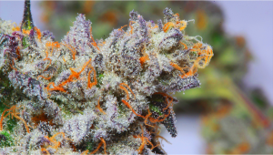 Top 5 Strongest Autoflowering Strains