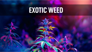 What is Exotic Weed?