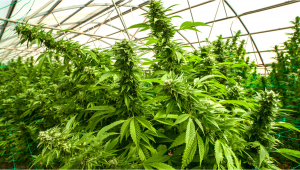 7 Top Tips On Supporting Heavy Buds Indoors (2023)