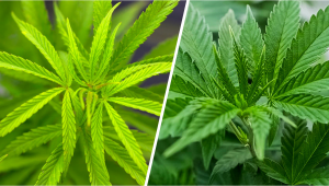 Sativa vs Indica: Qual è la Differenza?