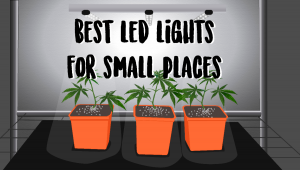 Best LED Lights for Growing in Small Spaces