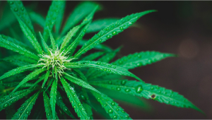 What to Do if Your Cannabis Stash Gets Wet?