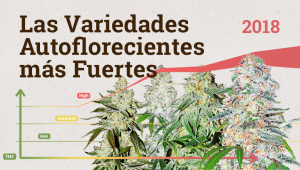 Las Variedades Autoflorecientes más Fuertes