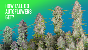 Wie gross werden Autoflower?