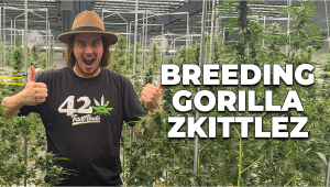 Behind The Scenes: Breeding Gorilla Zkittlez Auto Strain