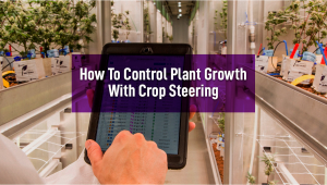 How To Regulate Cannabis Growth With Crop Steering