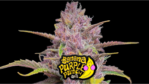 Banana Purple Punch Auto Cannabis Strain Week-by-Week Guide