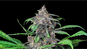 Auto Blackberry Kush Cannabis Strain Week-by-Week Guide