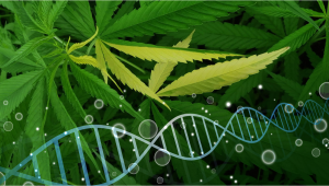 8 mutations courantes de la plante de cannabis