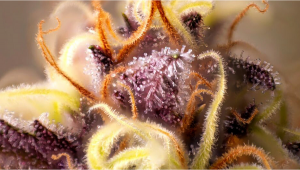 Les meilleures façons de stimuler la production de trichomes