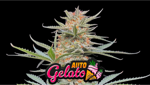 Gelato Auto Cannabis Strain Week-by-Week Guide