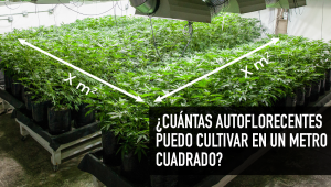  ¿Cuántas autoflorecientes puedo cultivar en un metro cuadrado?