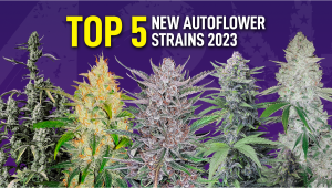 Top 5 New Automatic Weed Strains