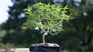 Cannabis Bonsai - How To Grow Weed Bonzai Tree: Step-by-Step Guide