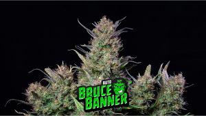 Bruce Banner Auto Cannabis Strain Week-by-Week Guide