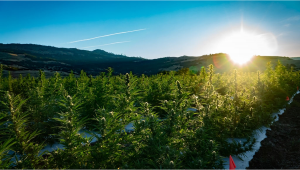 The Ultimate Guide to Growing Autoflowering Cannabis Outdoors