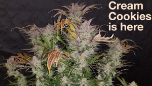 Cream Cookies es la nueva variedad de Fast Buds: ¡Disponible Ahora!