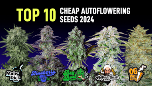 Top 10 Cheap Autoflowering Seeds 2024