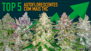 Top 5 Autoflorescentes Com Mais THC 2020