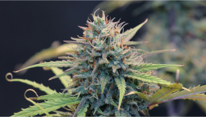 Strain History: Cheese