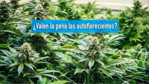 ¿Valen la pena las autoflorecientes?