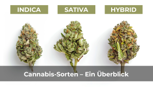 Cannabis Sorten: Überblick, Wirkungen und medizinische Anwendungen