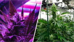 Luci Indoor per Coltivare Cannabis: LED vs Lampade HID